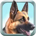 My Dog
