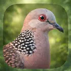 Spotted Dove Call Sounds