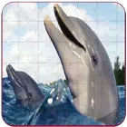 Real Dolphins Game : Jigsaw Pu