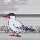 Rescue The Arctic Tern