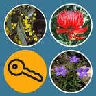 Plants of SE New South Wales
